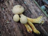 Gymnopilus luteus image