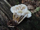Mycena inclinata image