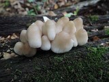 Mycena inclinata image
