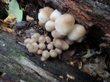 Mycena inclinata image