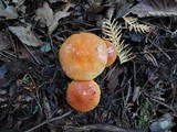 Suillus grevillei image