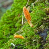 Cordyceps militaris image