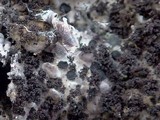 Lasallia pustulata image