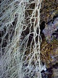 Usnea articulata image