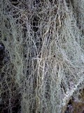 Usnea articulata image
