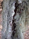 Usnea articulata image