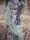 Usnea articulata image