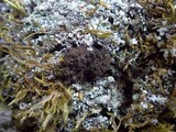 Lobaria amplissima image