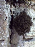 Lobaria amplissima image
