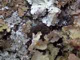 Lobaria amplissima image