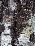 Lobaria amplissima image
