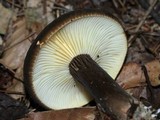 Lactarius lignyotus var. marginatus image