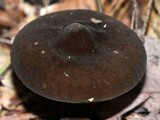 Lactarius lignyotus var. marginatus image