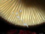 Lactarius lignyotus var. marginatus image