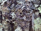 Parmelia omphalodes image