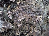 Parmelia omphalodes image
