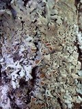 Parmelina carporrhizans image