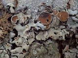 Parmelina carporrhizans image