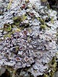 Pannaria rubiginosa image