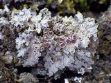 Pannaria rubiginosa image