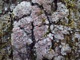 Pannaria rubiginosa image