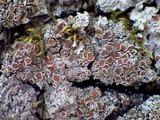 Pannaria rubiginosa image