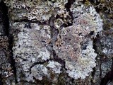 Pannaria rubiginosa image