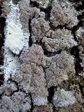 Pannaria rubiginosa image