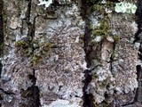 Degelia plumbea image