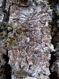Degelia plumbea image