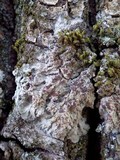 Degelia plumbea image