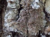 Degelia plumbea image