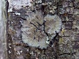 Degelia plumbea image
