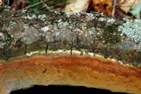 Fomitiporia tsugina image