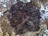 Leptogium brebissonii image