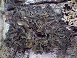 Leptogium brebissonii image