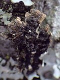 Physconia venusta image