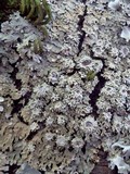 Physconia venusta image