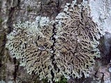 Physconia venusta image