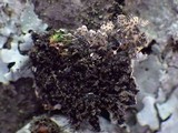 Physconia venusta image