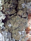 Physconia enteroxantha image
