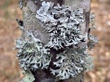 Hypogymnia tubulosa image