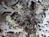 Physcia leptalea image
