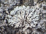Physcia aipolia image