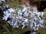 Hypotrachyna afrorevoluta image