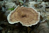 Hydnellum concrescens image