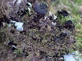 Hypotrachyna afrorevoluta image