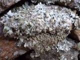 Hypotrachyna britannica image