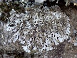 Hypotrachyna britannica image