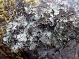 Platismatia glauca image
